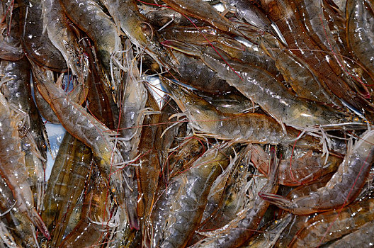 深水虾背景实拍,新鲜活对虾