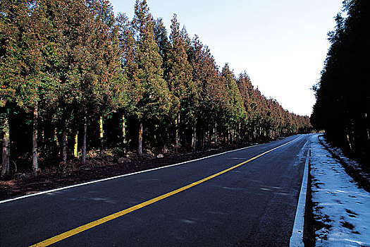 荫凉,树,道路