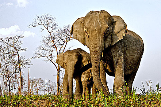 亚洲,亚洲象,象属,女性,幼兽,卡齐兰加国家公园,阿萨姆邦,印度