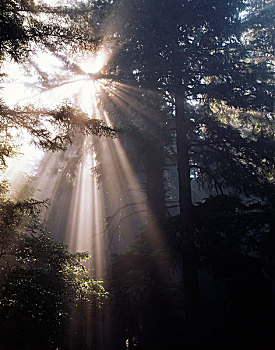 加利福尼亚,海岸,红杉,州立公园,光线,晨雾,北美红杉,树,大幅,尺寸
