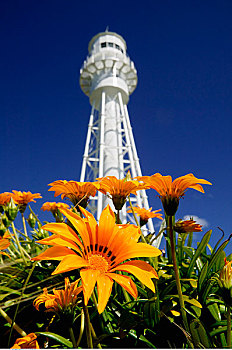 灯塔,上方,野花,国王岛,塔斯马尼亚,澳大利亚