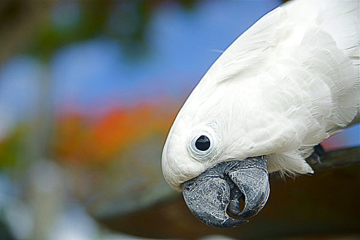 夏威夷,考艾岛,白色,美冠鹦鹉,鸟