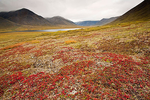 彩色,熊莓,苔原,靠近,河,保存,布鲁克斯山,北极,阿拉斯加,秋天