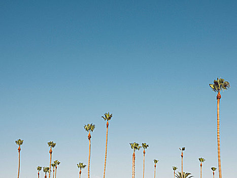 仰视,棕榈树,蓝天,加利福尼亚,美国