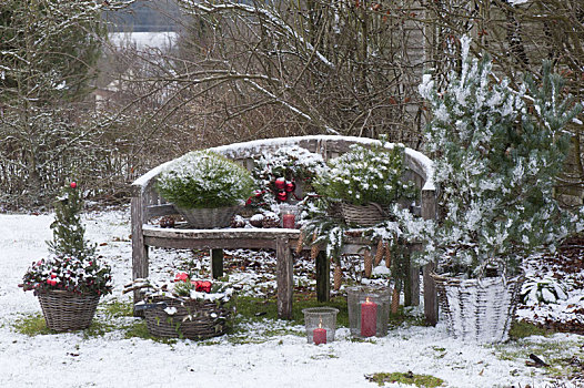木制长椅,圣诞节,松属,松树,云杉