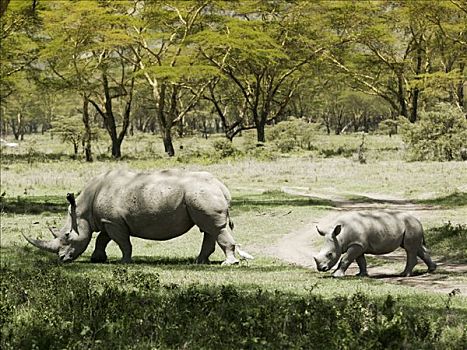 犀牛,家族,肯尼亚,非洲