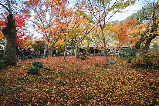 日本京都圆光寺秋季园林景观和庭院里的满地落叶