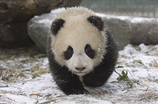 大熊猫,幼兽,接近,雪,卧龙自然保护区,中国