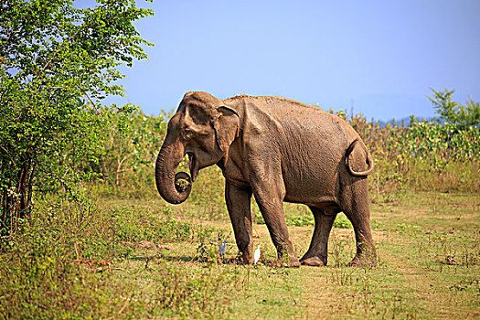 斯里兰卡人,大象,象属,成年,雄性,吃,国家公园,斯里兰卡,亚洲