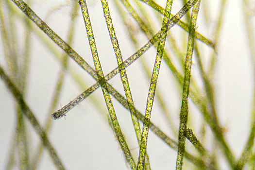 绿藻显微镜下的图片图片