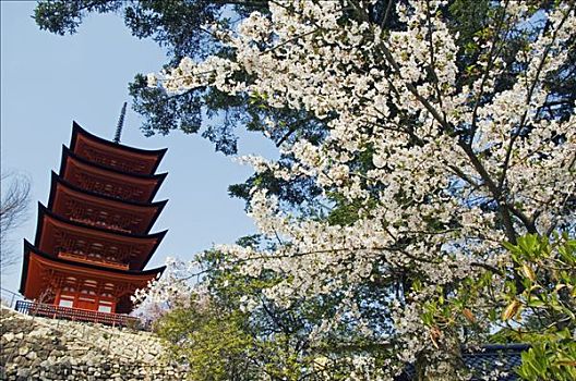 日本,本州,广岛,宫岛,樱花,五个,故事,塔,靠近