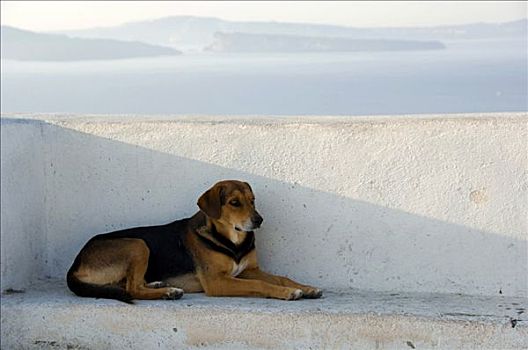 狗,正面,锡拉岛,基克拉迪群岛,爱琴海,希腊