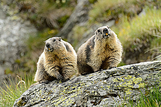 两个,阿尔卑斯土拨鼠,旱獭,岩石上,高,陶安,国家公园,奥地利,欧洲