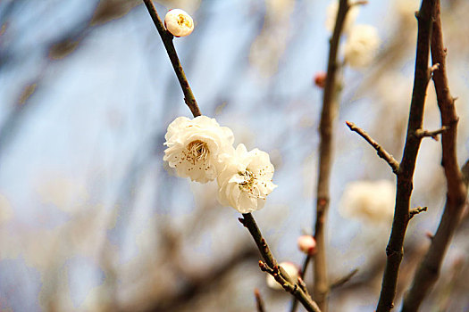 踏春,植物园,赏花