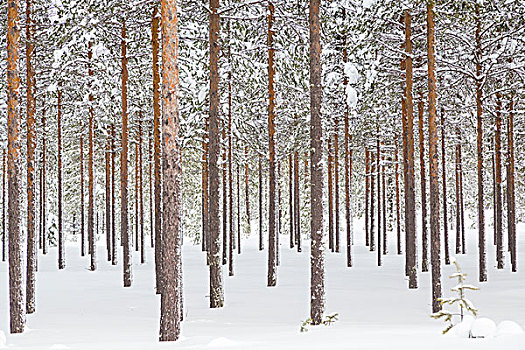 雪,针叶林,北极圈,圆,靠近,拉普兰,芬兰,欧洲