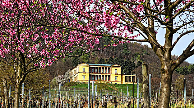 别墅,靠近,普拉蒂纳特,葡萄酒,路线,莱茵兰普法尔茨州,德国