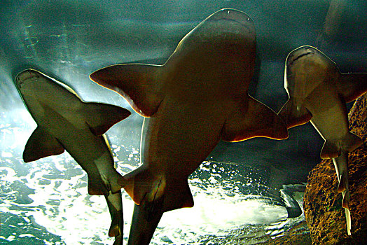 晒太阳,鲨鱼,水族箱,公园,特内里费岛,加纳利群岛,2007年