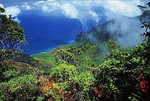 夏威夷,考艾岛,纳帕利海岸,卡拉拉乌谷,寇基,橙花,茂密,绿色植物