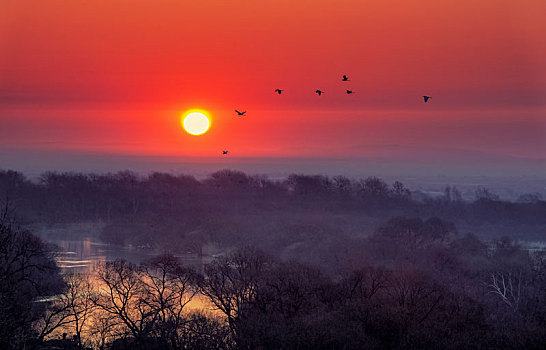 日出时松阿察河上空的白鹭