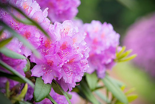 盛开,粉色,杜鹃花属植物,花