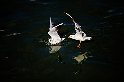 滇池红嘴海鸥