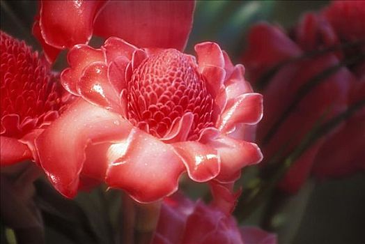 夏威夷,毛伊岛,特写,红色,手电筒,姜,花,植物,户外,光泽,花瓣