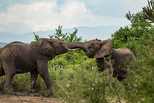 大象,非洲象,冲突,秋天,国家公园,乌干达