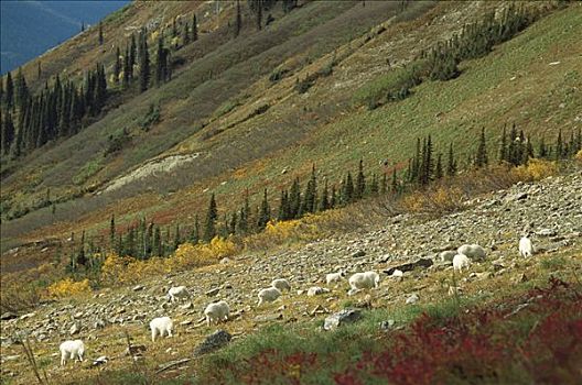 石山羊,雪羊,牧群,放牧,山,斜坡,冰川国家公园,蒙大拿