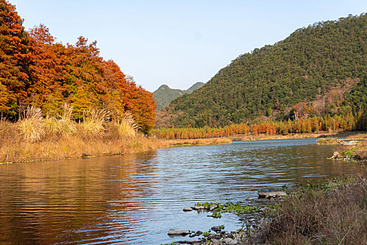 小芝红杉林,小芝红树林