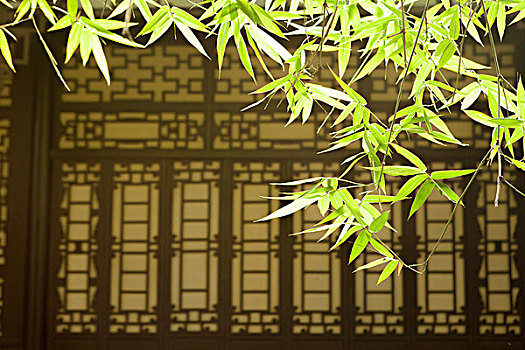 竹子,叶子,亚洲,风格,窗户,公园,成都,四川,中国