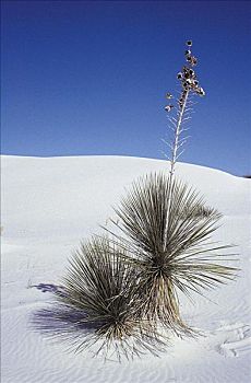 沙丘,植物,沙漠,白沙国家公园,新墨西哥,美国,北美