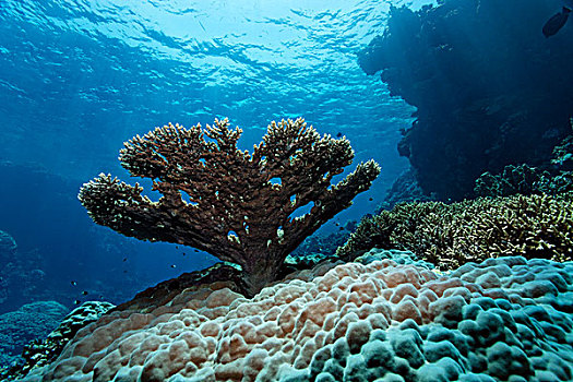桌面珊瑚,珊瑚,站立,正面,墙壁,礁石,上面,尖锐,埃及,红海,非洲