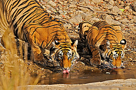 两个,虎,水,洞,拉贾斯坦邦,印度