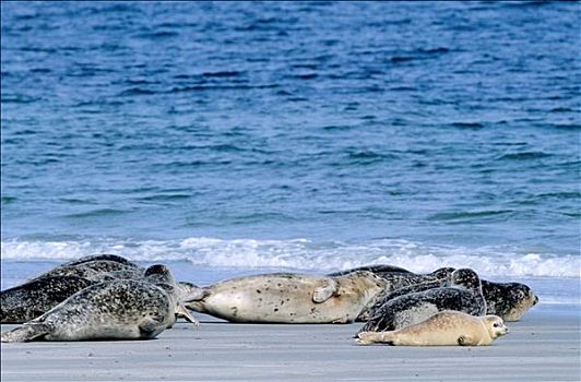 斑海豹,赫尔戈兰岛,石荷州,德国