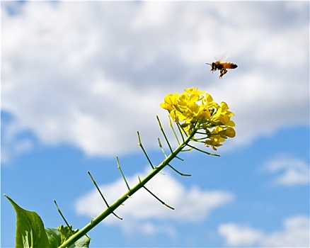 春天,白天,蓝天,积雨云,蜜蜂