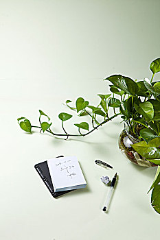 办公室水盆景,绿叶,记事本,笔,纸屑