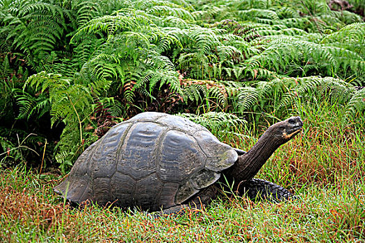 加拉帕戈斯,巨大,龟,成年,草,加拉帕戈斯群岛,太平洋