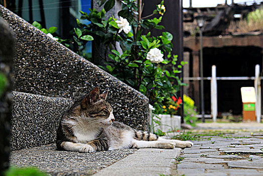 侯垌猫村