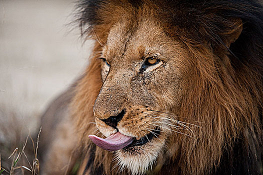 狮子,粘住,伸出舌头