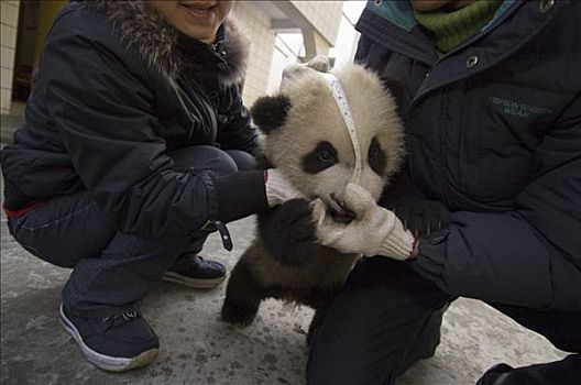 大熊猫,研究人员,测量,幼兽,卧龙自然保护区,中国