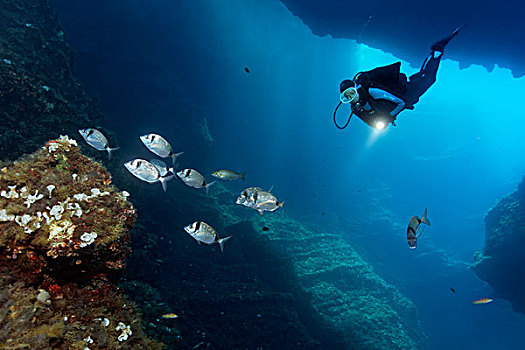 潜水,洞穴,灯,看,鱼群,普通,鲷鱼,科孚岛,爱奥尼亚群岛,地中海,希腊,欧洲