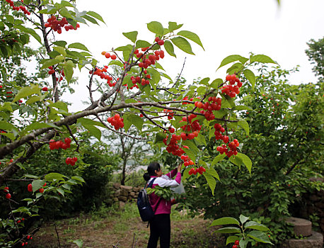 山东省日照市,五莲山下樱桃红,400多亩樱桃林喜迎八方游客