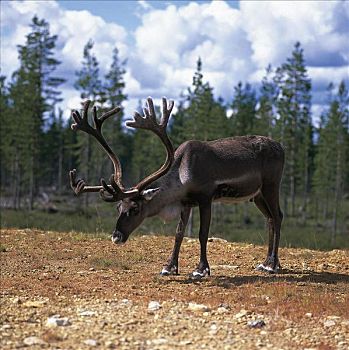驯鹿,驯鹿属,哺乳动物,鹿,芬兰,斯堪的纳维亚,欧洲,动物