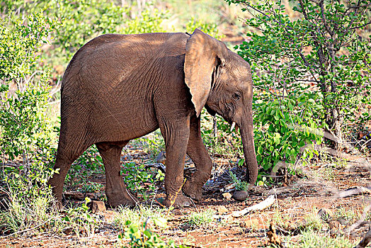 非洲象,小动物,跑,沙子,禁猎区,克鲁格国家公园,南非,非洲