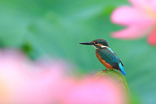 荷花池,翠鸟