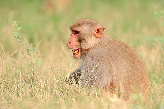 猕猴,猴子,雄性,盖奥拉迪奥,国家公园,巴拉特普尔,拉贾斯坦邦,印度,亚洲