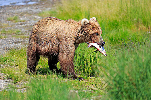 大灰熊,棕熊,捕获,三文鱼,布鲁克斯河,卡特麦国家公园,保存,阿拉斯加,美国,北美