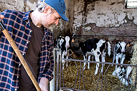 乳牛场,工作,清洁,室外,牛,畜栏