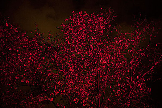 树,红灯