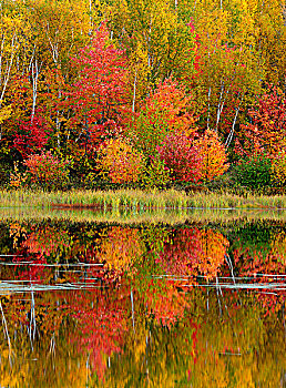 秋天,反射,海狸塘,萨德伯里,安大略省,加拿大